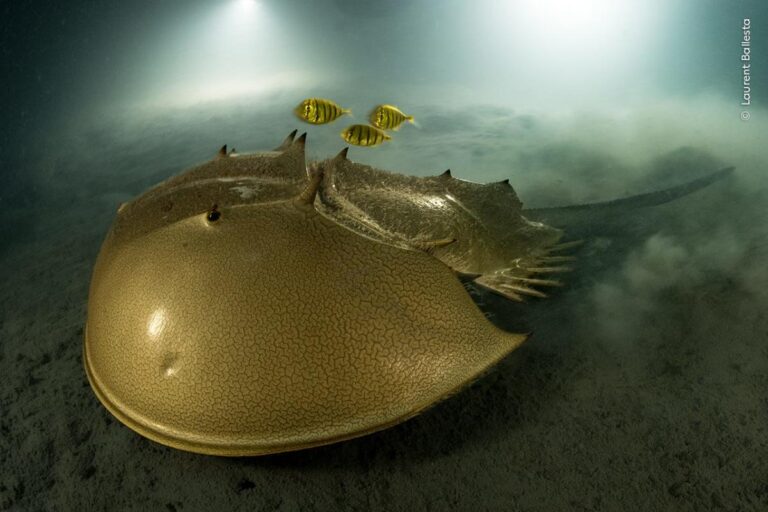Wildlife photographer of the year awarded for biologist’s image of ancient underwater species