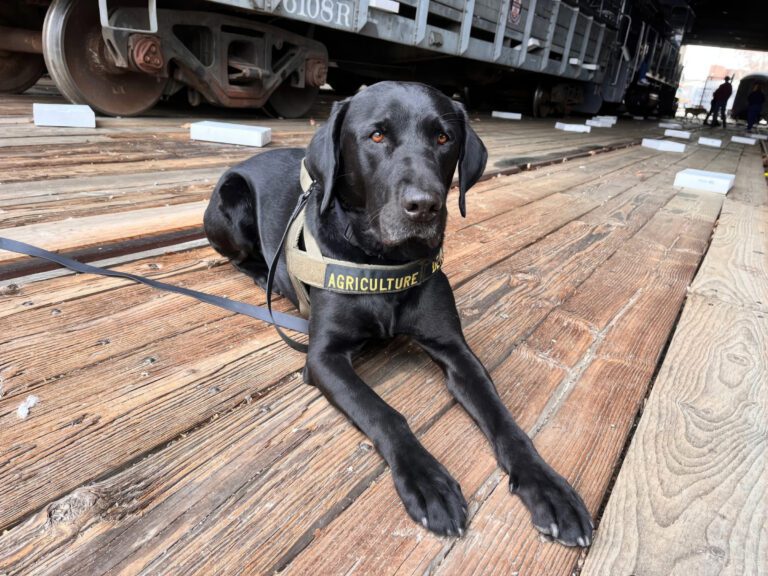 Shelter Puppies Turned into Farm Inspectors Work to Keep California Crops Safe | News
