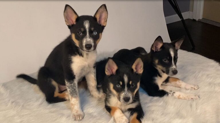 Greek Animal Rescue Association prepares for annual fundraiser