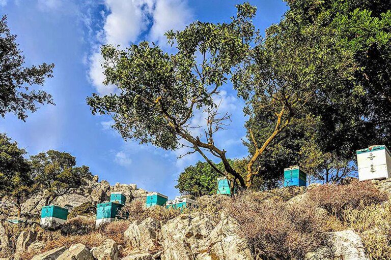 Spotlight on Ikarian Honey on CBS Sunday Morning News